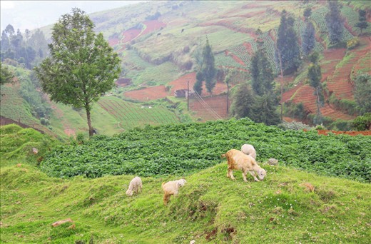 Paradise: It felt so happy to see the lambs grazing with all the freedom and time. There was nothing around to disturb them. It was peaceful and balanced like a paradise and i took a wide shot from a distance. Not all the poor animals are lucky enough in India because of heavy pollution and insecurity from people around. .