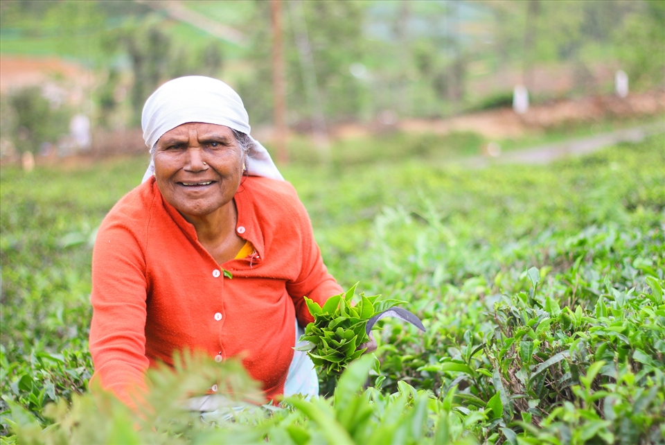 Smile to hardship: It was quite a task for me to climb the steep narrow pathways of the Tea Plantations. So when I asked her how she could possibly manage this task every day, at her age, she politely told me “son, this is the only source, of my daily bread and butter”