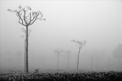 The mysterious mist: Surrounded by the expanse of the mighty and green Tea enclosures. On a beautiful sunny day, a splendid blue sky, with the sun peeping out from behind the clouds. A sight, that one gets to see very rarely in Ooty.  The landscape is usually engulfed by a strong, mysterious mist, making it hard for the workers around.
