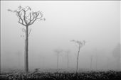 The mysterious mist: Surrounded by the expanse of the mighty and green Tea enclosures. On a beautiful sunny day, a splendid blue sky, with the sun peeping out from behind the clouds. A sight, that one gets to see very rarely in Ooty.  The landscape is usually engulfed by a strong, mysterious mist, making it hard for the workers around.: by scholarshipentry, Views[446]