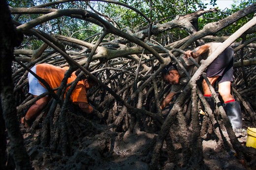 Shell fishing is hard work; they spend 5 to 6 hours a day in this uncomfortable position, walking over roots in the mud searching for shellfish. It can also be dangerous as it is a natural habitat for a large and weird assortment of insects, toadfish and snakes, to name a few. Rosa was a victim of a snakebite years ago; since then she wears boots, however many of them still walk barefoot.