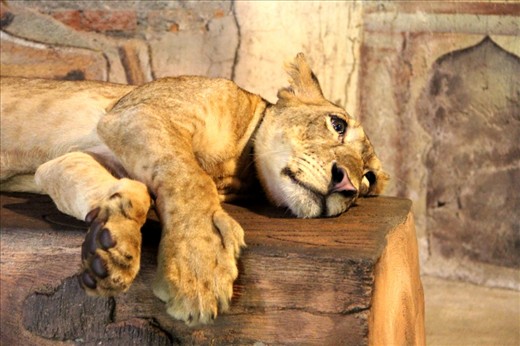 do dreams really come true?