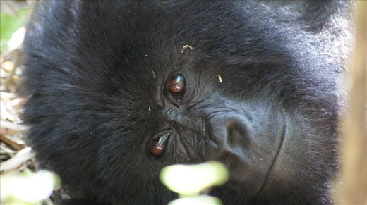 Deep in thought, wonder what he is thinking ?/