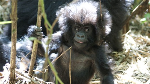 Cheeky youngster coming to see who is coming to visit