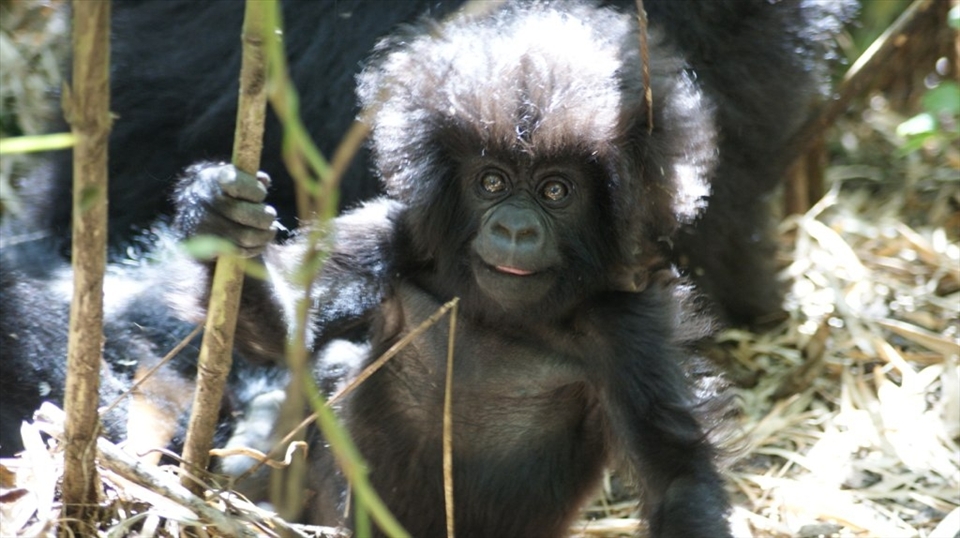 Cheeky youngster coming to see who is coming to visit