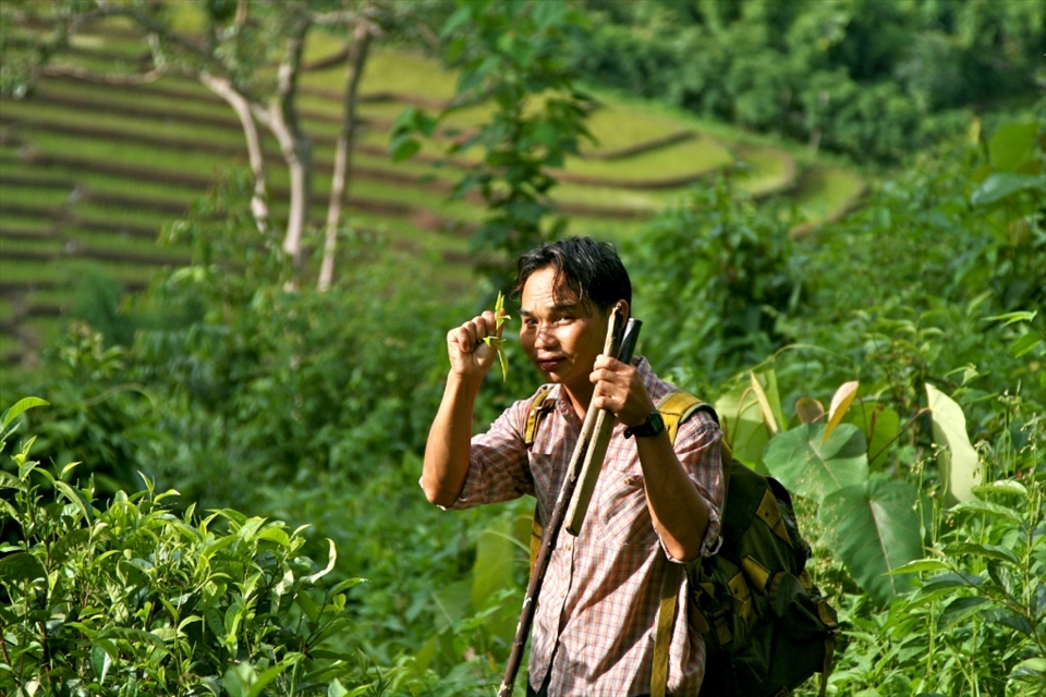 First introduced by Chinese migrants in the late 1940's, tea plantations are now widespread throughout the hills around Chiang Mai. 