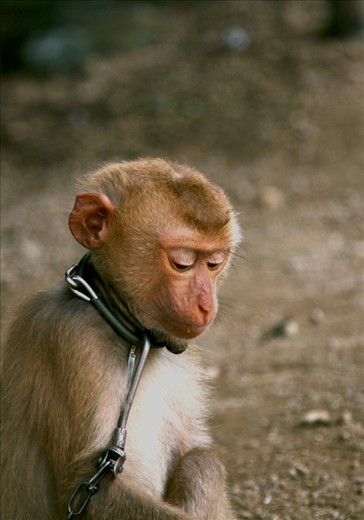 Looking dejected and helpless, this long tailed Macaque sits chained up beneath a hill side village in Chiang Mai.  