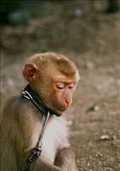Looking dejected and helpless, this long tailed Macaque sits chained up beneath a hill side village in Chiang Mai.  : by scottg, Views[740]