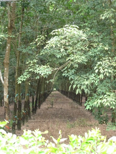 Rows and rows of government rubber trees