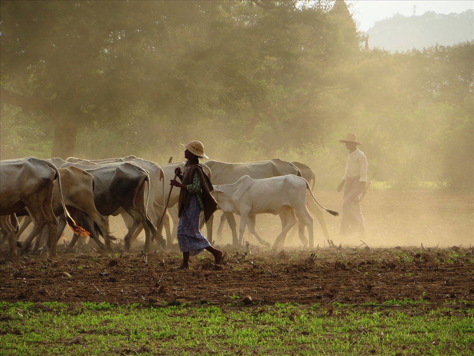 Local farmers in Bagan, Myanmar countryside. I was biking through the countryside and I got a flat tire. While I was trying to fix it, these farmers with their animals came along. It was almost sunset and I thought it was a beautiful moment. 
