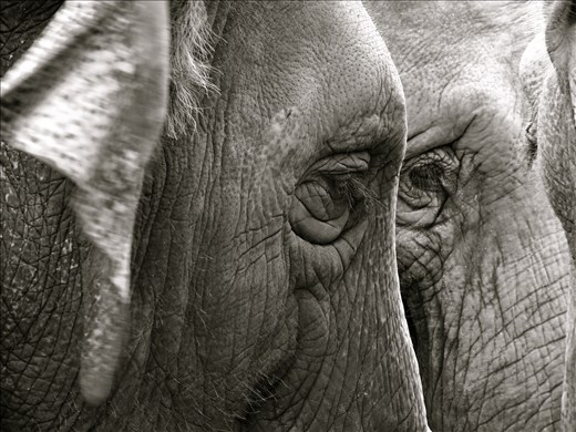 Looks of 2 Elephants at an Elephant Rescue Centre. This place is a shelter for orphan or mistreated elephants.