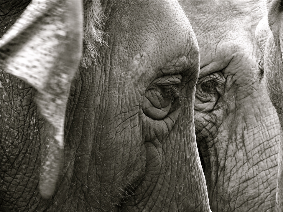 Looks of 2 Elephants at an Elephant Rescue Centre. This place is a shelter for orphan or mistreated elephants.