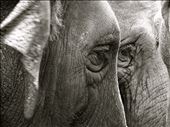 Looks of 2 Elephants at an Elephant Rescue Centre. This place is a shelter for orphan or mistreated elephants.: by sea_2014, Views[287]