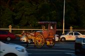 A traditional horse drawn carriage in the middle of the road just waiting: by seanynnah, Views[327]