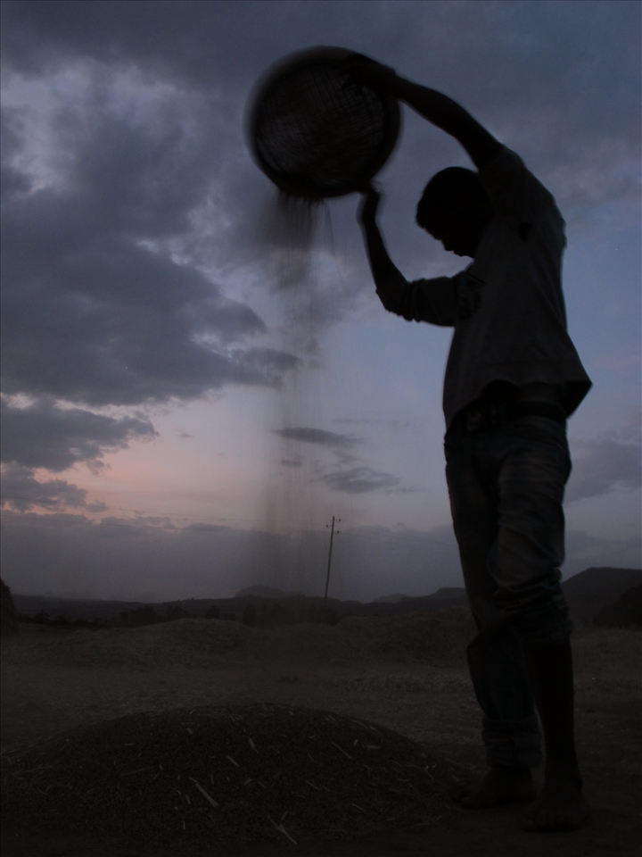 Sifting Grain in the Twilight