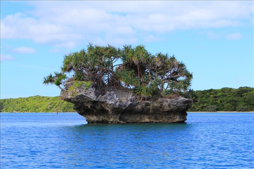 A beautiful rock bearing life holding its own against the great sea
