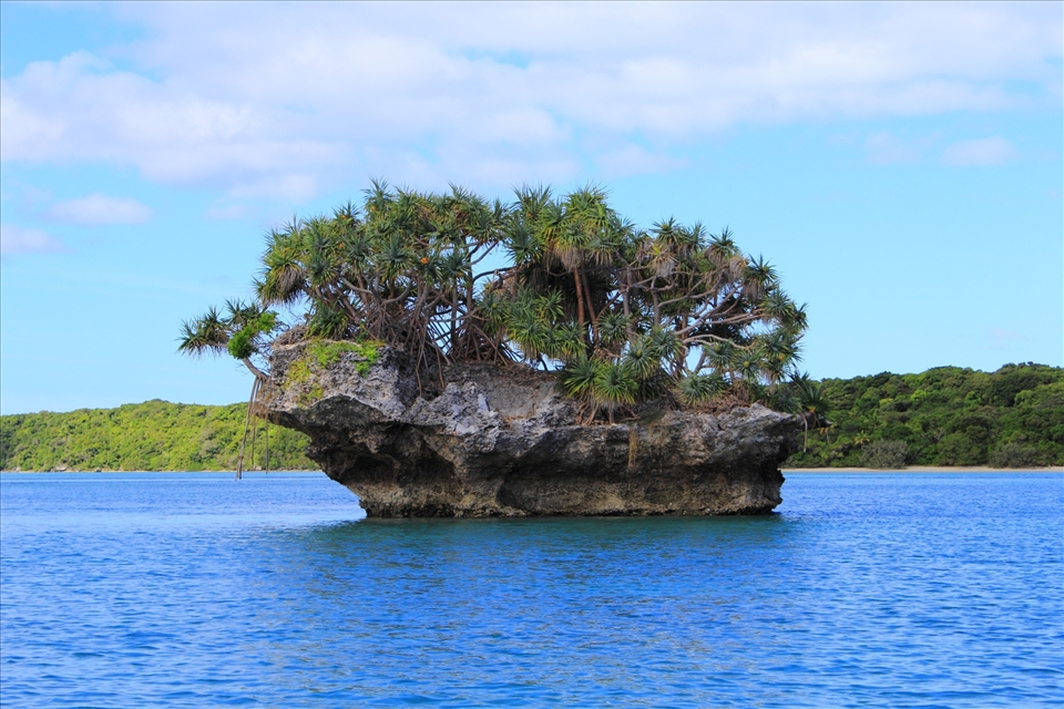 A beautiful rock bearing life holding its own against the great sea