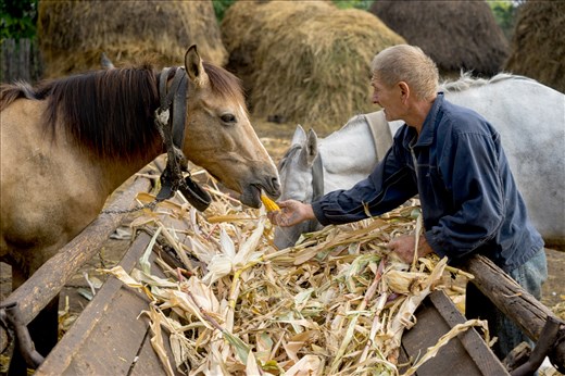 The old man is feeding his horse with corn.