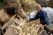 The old man is feeding his horse with corn.: by sebastian_v, Views[951]