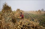 A countryman is collecting corn .: by sebastian_v, Views[686]