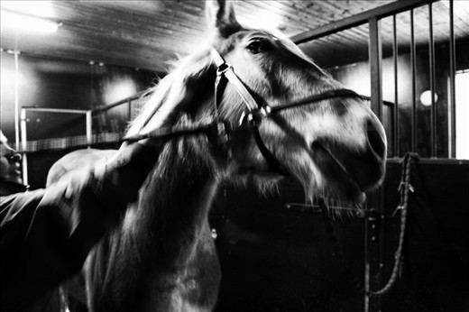 Preparing the horses to go out for some hours so that the people how works there can make the cleaning 