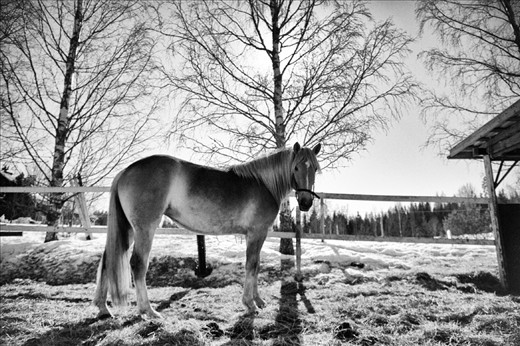 One of the horses enjoying the rest of the day.