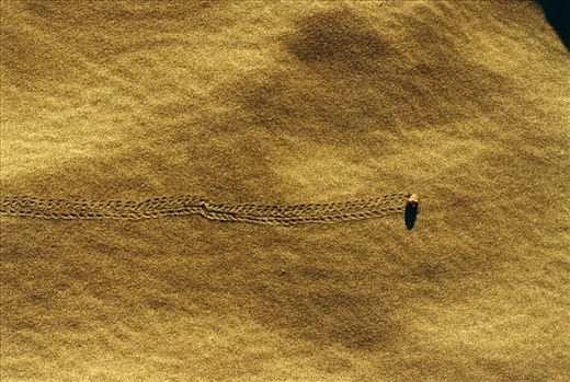 Small crab walking fast on the golden sand making it look like a huge desert.