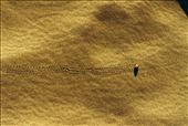 Small crab walking fast on the golden sand making it look like a huge desert.: by seimiliardi, Views[327]