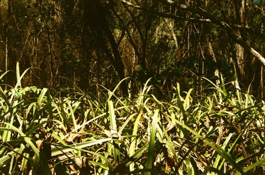 The rainforest sometimes doesn't want you to go further.