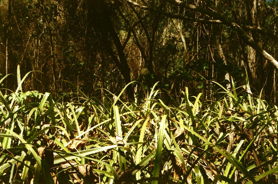 The rainforest sometimes doesn't want you to go further.