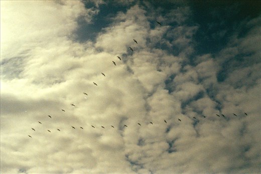 A perfect flock of pelicans, I used to see where they went fishing so that I could follow them and fish as well.