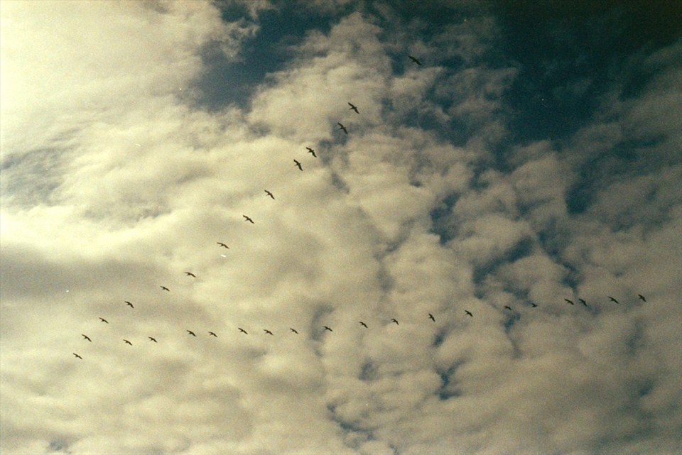 A perfect flock of pelicans, I used to see where they went fishing so that I could follow them and fish as well.