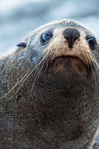 A mother New Zealand fur seal, or kekeno, prepares to spend her day hunting.
