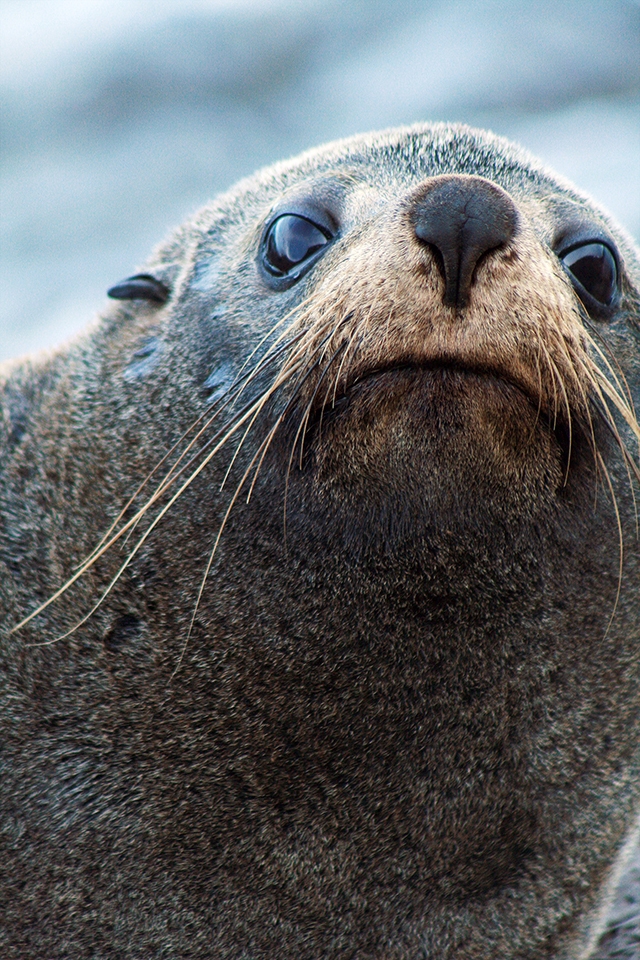 A mother New Zealand fur seal, or kekeno, prepares to spend her day hunting.