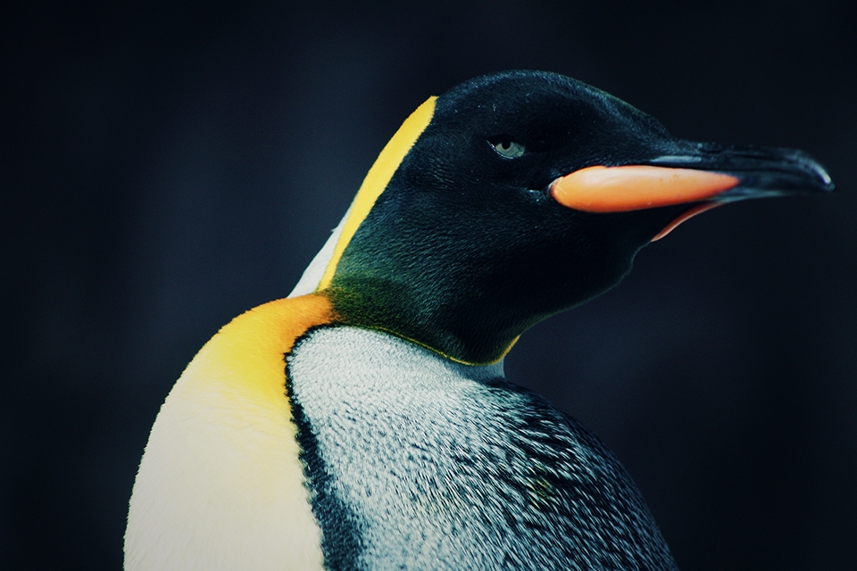 A sly-eyed king penguin has a bit of a stretch in Auckland. 