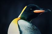 A sly-eyed king penguin has a bit of a stretch in Auckland. : by selden, Views[221]