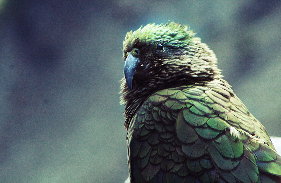 A kea, an extremely intelligent, playful bird; beautiful but regarded as a pest.