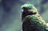 A kea, an extremely intelligent, playful bird; beautiful but regarded as a pest.: by selden, Views[227]