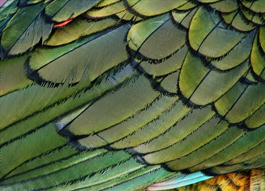 Close-up of kea wing. Their beauty often goes unnoticed, given their reputation.