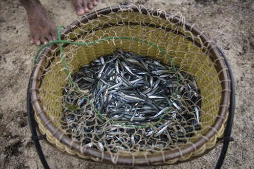 Finally the fishing nest it shows the results of fishing time.