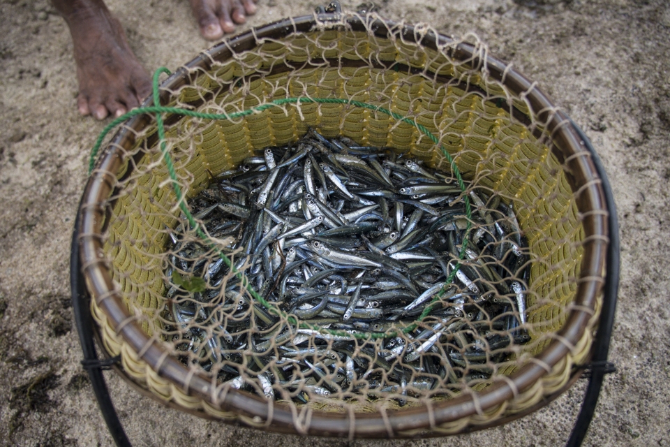 Finally the fishing nest it shows the results of fishing time.