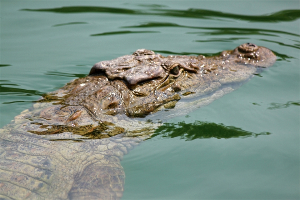 In SAfe Hands....
Crocodile is the Vehicle of Godess Kodiyaar. During pooja some times crocodile comes from the river which is located in front of temple. 
