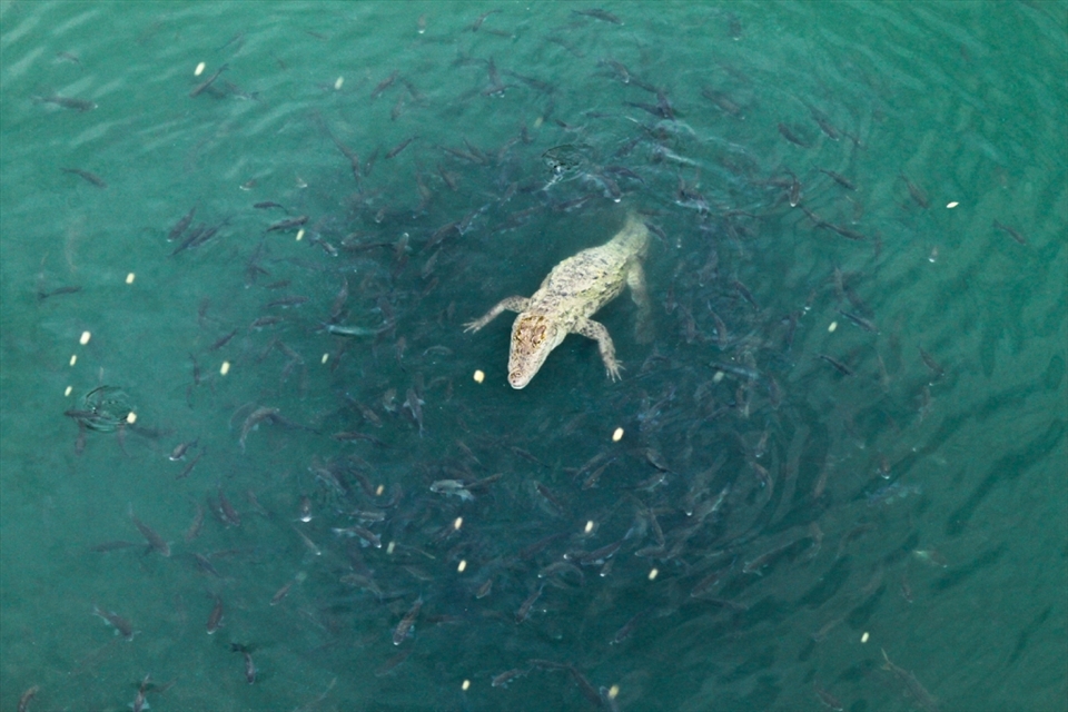 The Life Cycle...
The clean and pristine water. There are thousands of fishes were surviving freely. The one crocodile and sometimes two crocodiles appear in the lake. No human interference with nature.