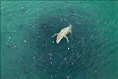 The Life Cycle...
The clean and pristine water. There are thousands of fishes were surviving freely. The one crocodile and sometimes two crocodiles appear in the lake. No human interference with nature.: by sendafaali, Views[960]