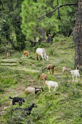 Link between nature and human 