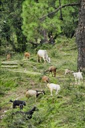 Link between nature and human : by sendafaali, Views[296]