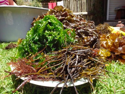 The variety of edible seaweed on South Africa's Cape Peninsula 