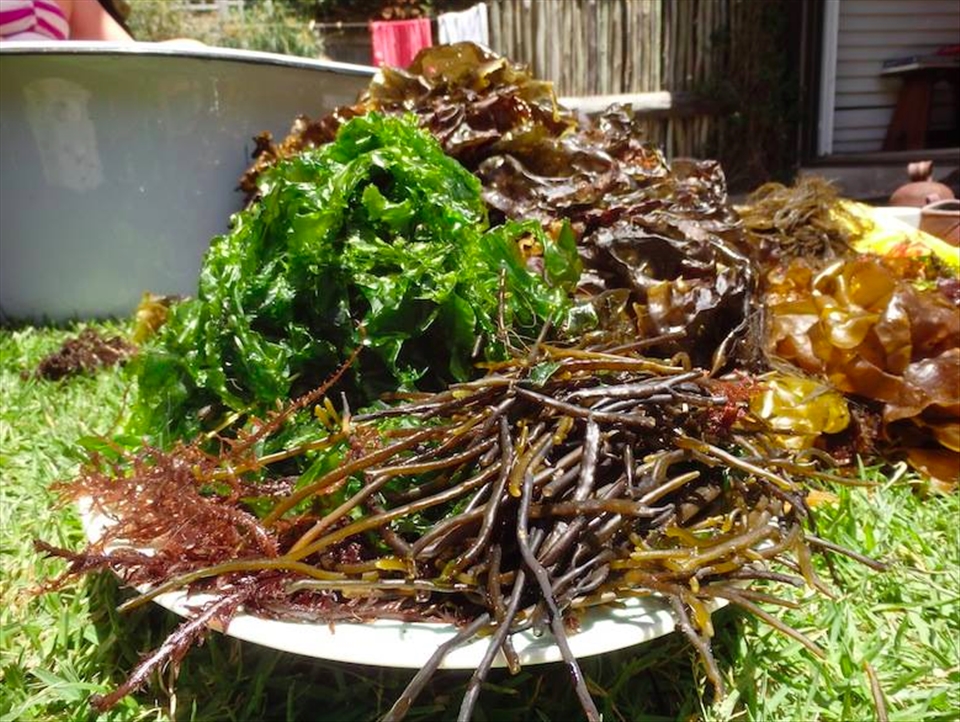 The variety of edible seaweed on South Africa's Cape Peninsula 