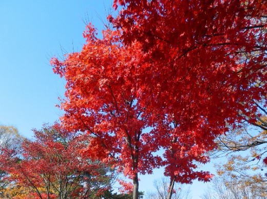 A LOVELY day in Seoul.