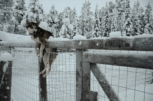 Kaarina was a lovely well-trained dog-sledding husky in Erä-susi, Ruka, East Finland. After a tiring 20km dog-sled run, drained of energy, it still hung itself over the fence as a warm gesture to bid us goodbye.
